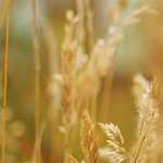 そうだ 京都、行こう。酬恩庵 一休寺・秋の紅葉特別拝観ライトアップ・新幹線格安旅行・アーバンホテル京都一人参加可能・東京発